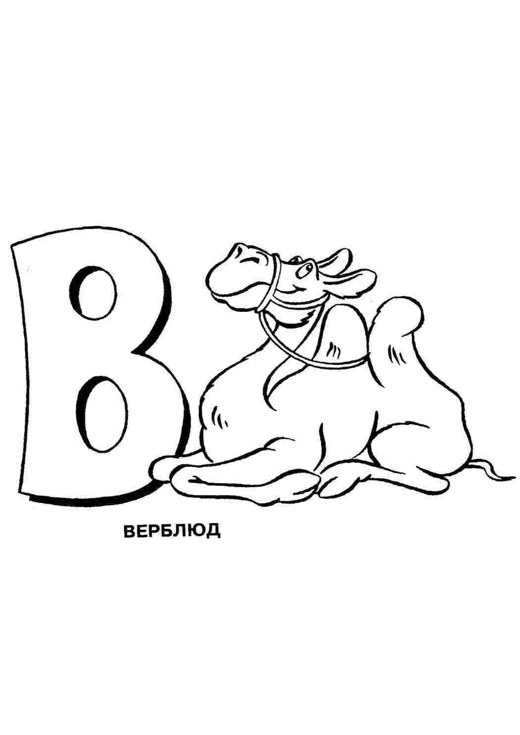 Раскраска Верблюд на букву в