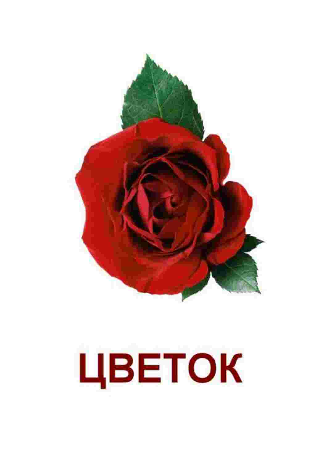 Раскраска зображення квіти троянди ромашки