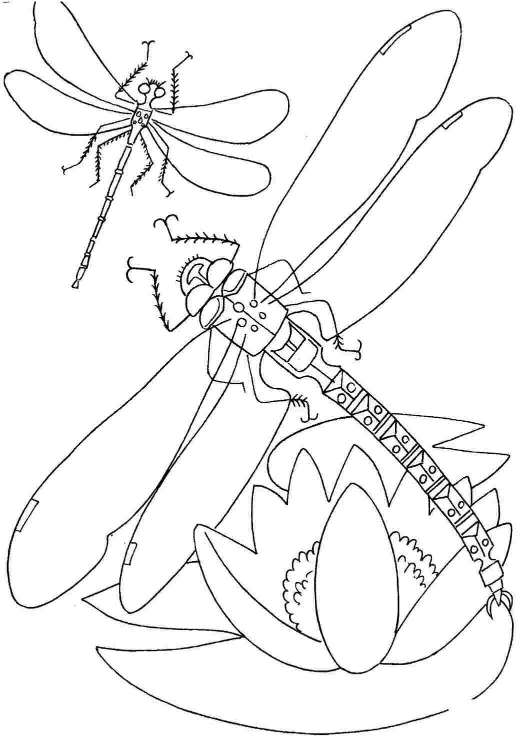 Раскраска Стеблинка над кувшинками