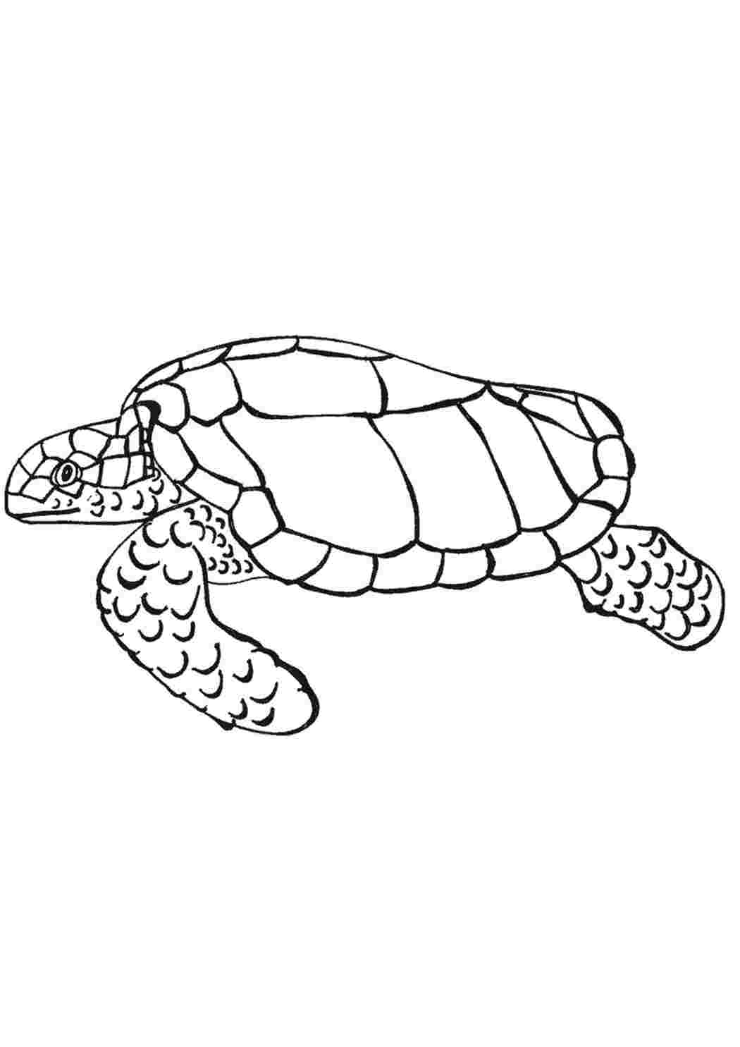 Раскраска Морські черепахи та степові черепахи