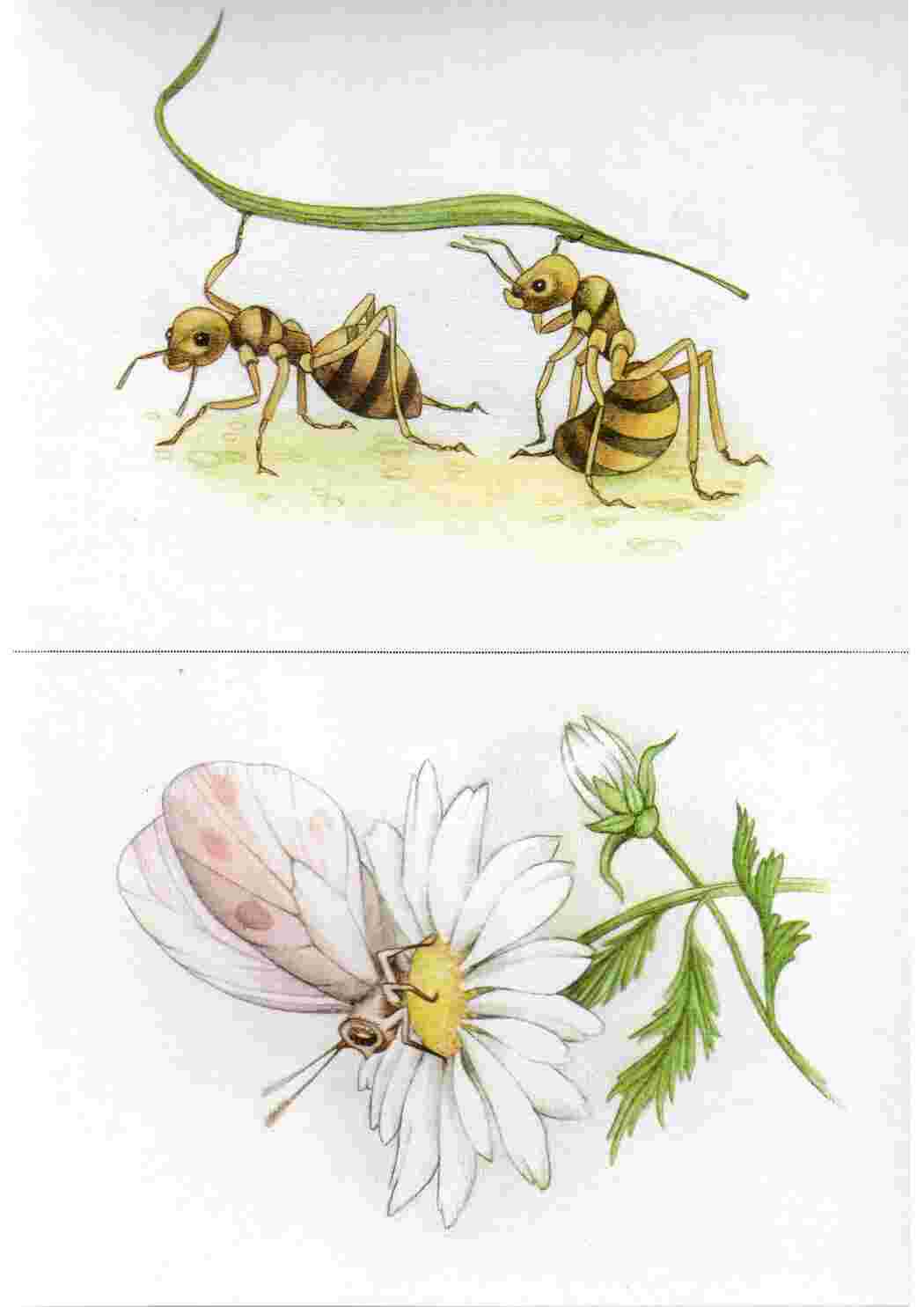 Раскраска Картки з комахами