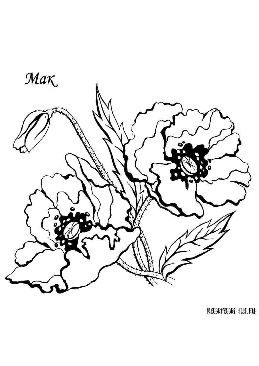 Раскраска Квіти маку