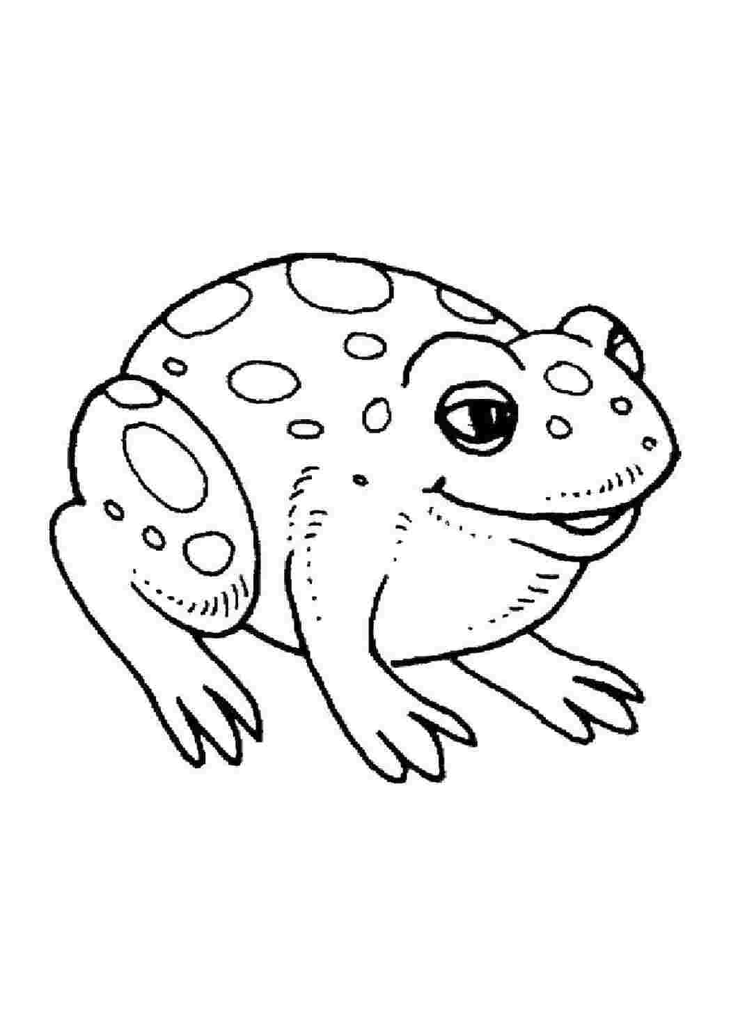Раскраска Жаба