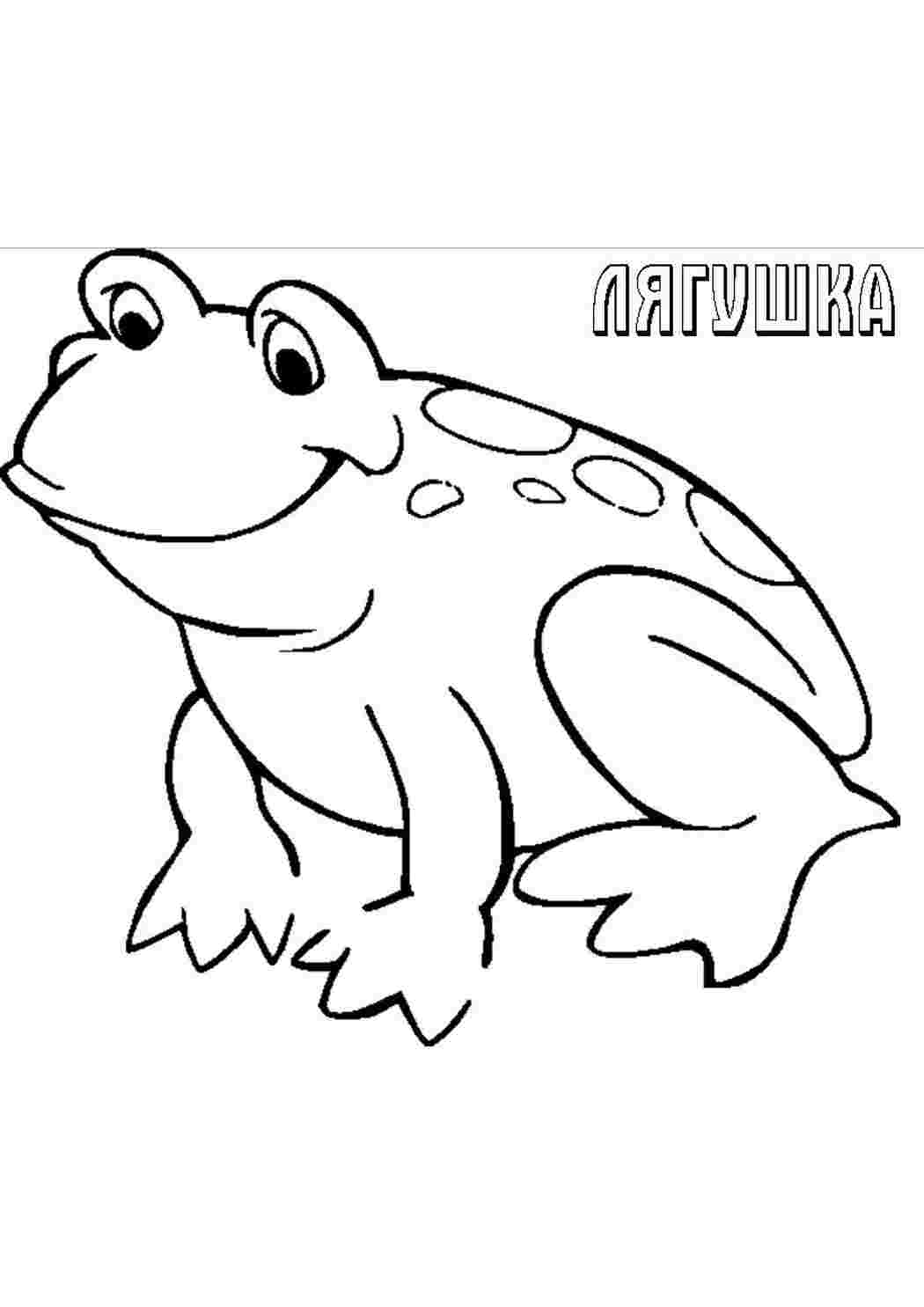 Раскраска Жаба