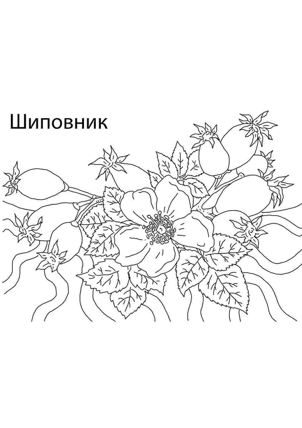 Раскраска Природа Рослини Дерева та кущі