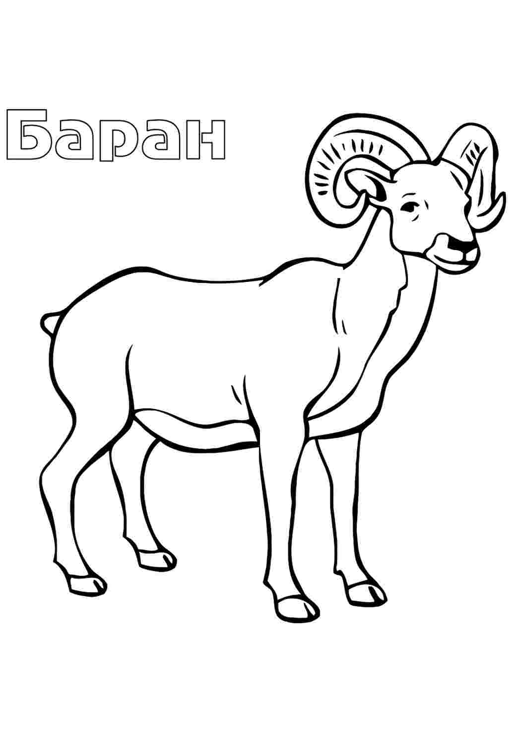 Раскраска Баран Розфарбунки з баранячками