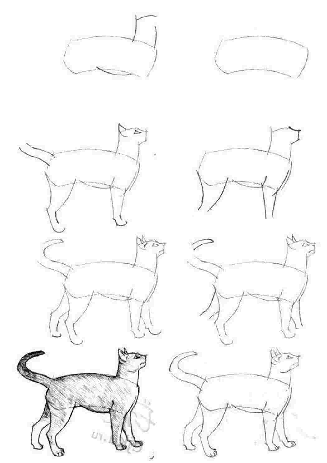 Раскраска Малюємо кота покроково