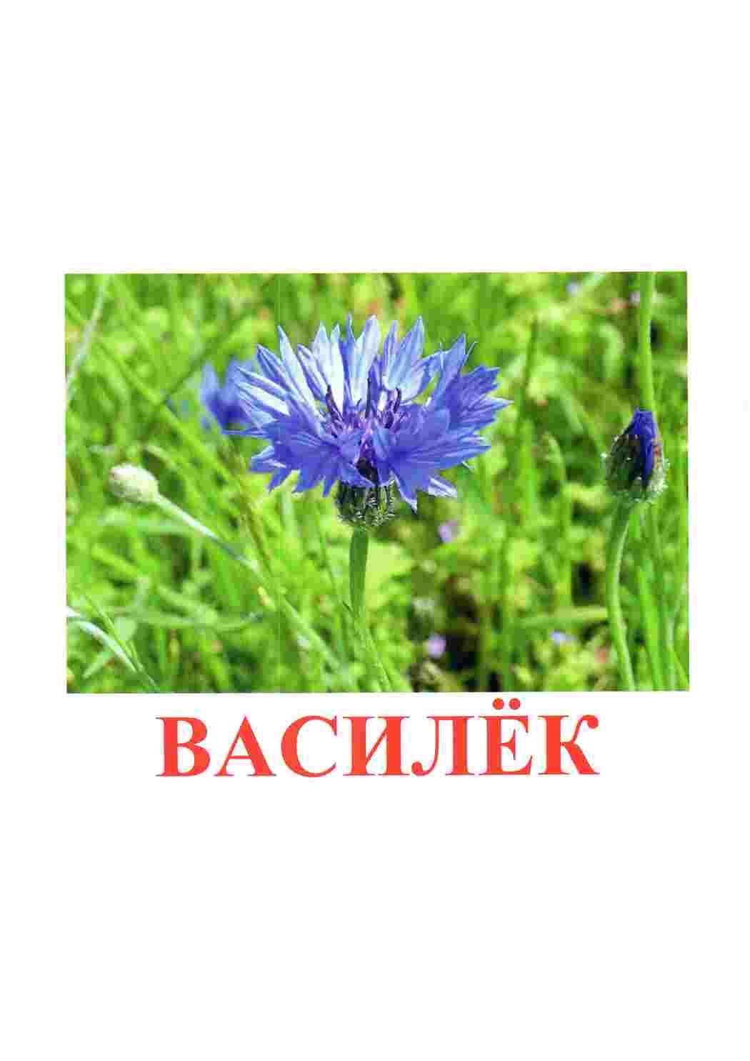 Раскраска зображення квіти троянди ромашки