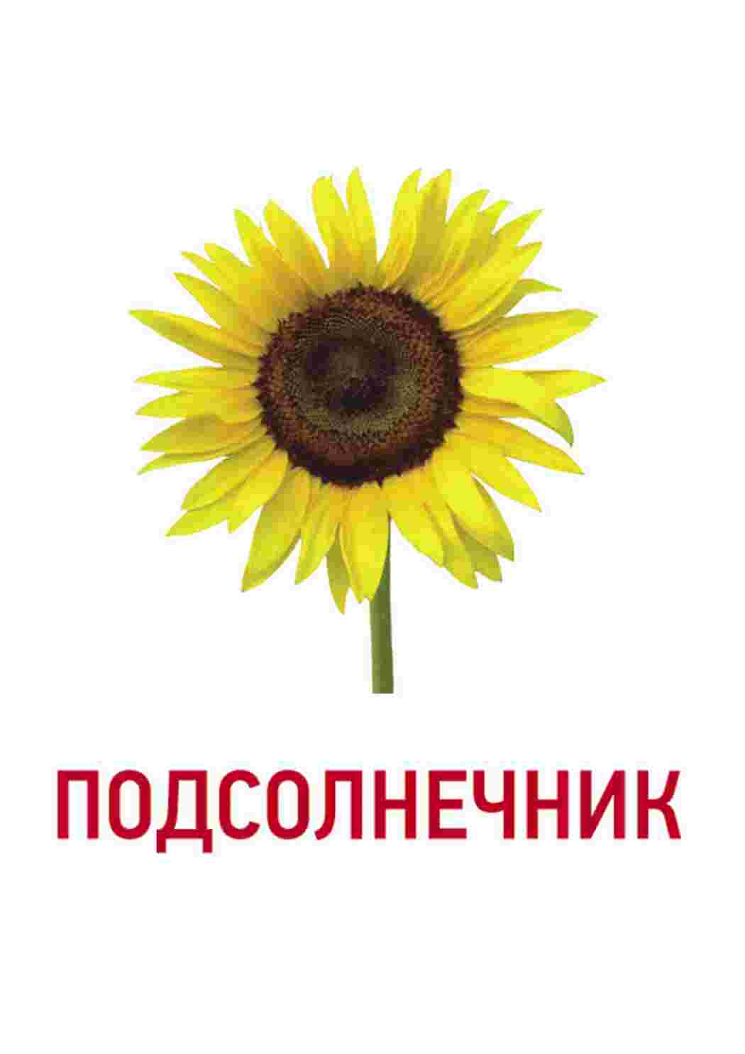 Раскраска зображення квіти троянди ромашки