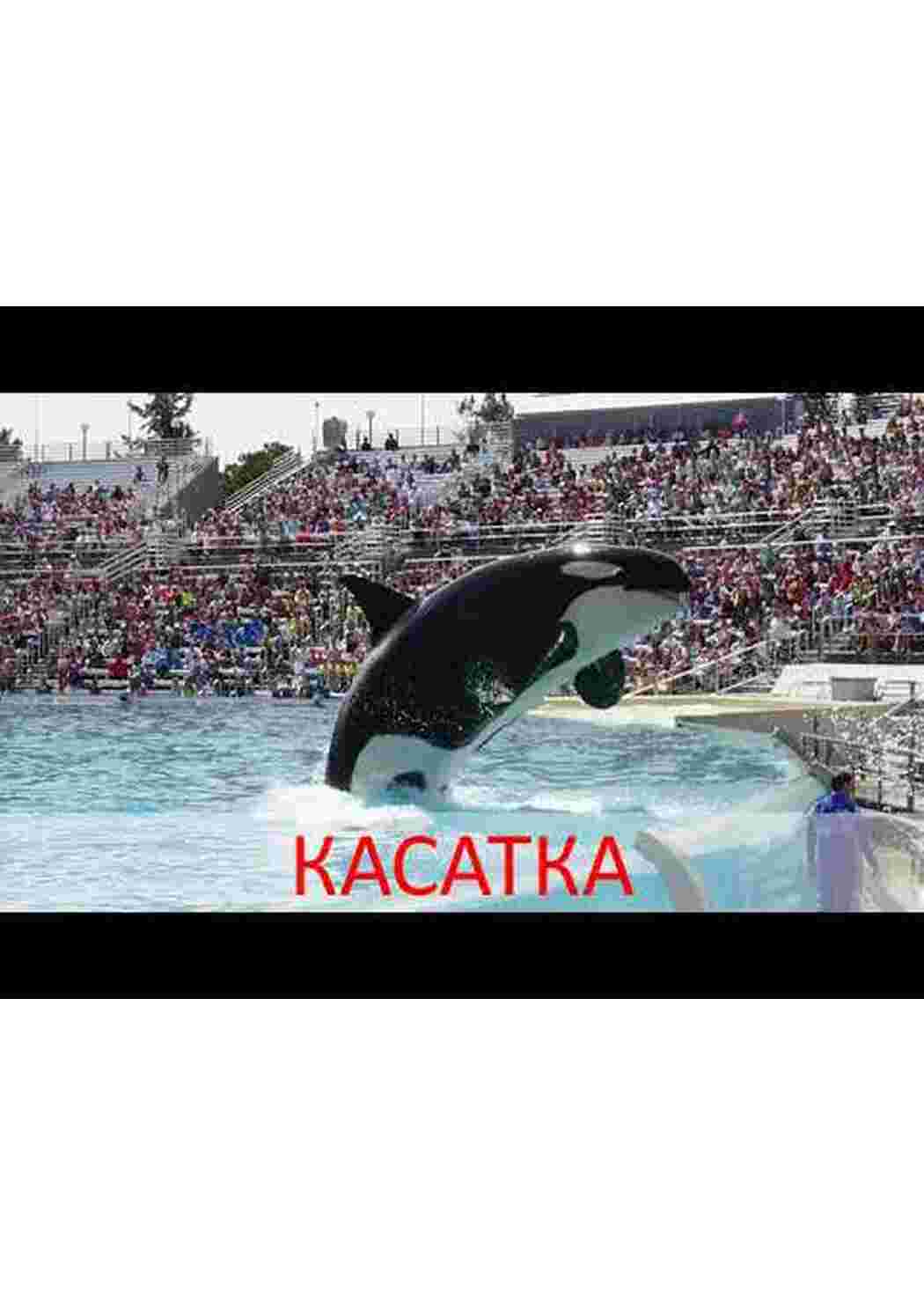 Раскраска картки морські мешканці