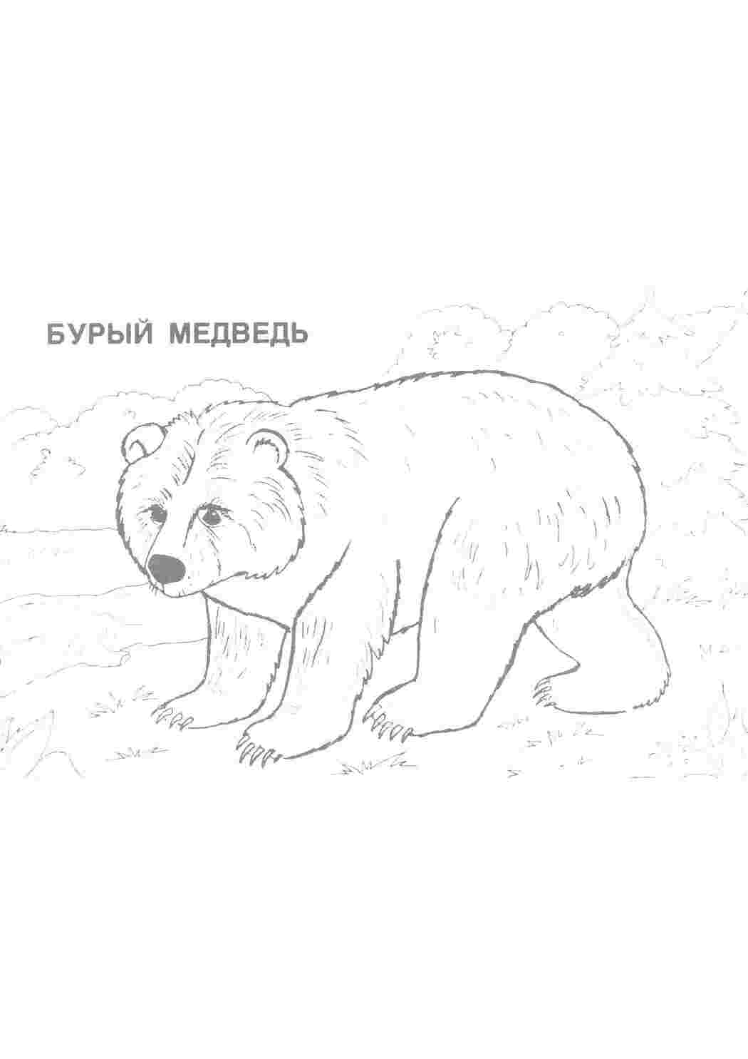 Раскраска Ведмідь бурий
