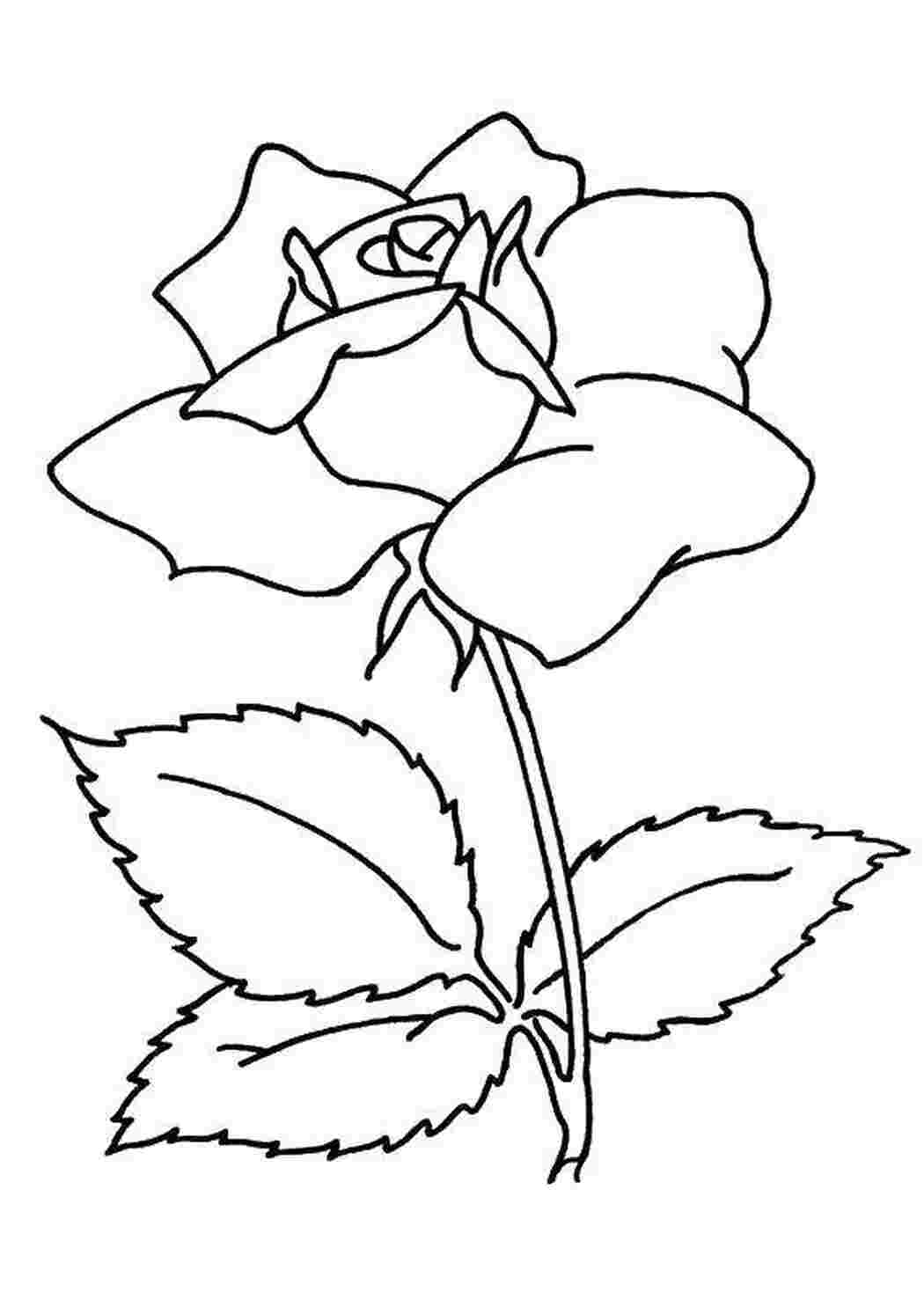 Раскраска Роза