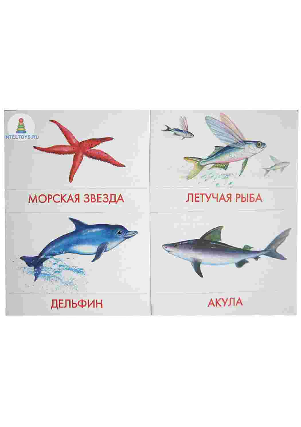 Раскраска малюнки риб риби