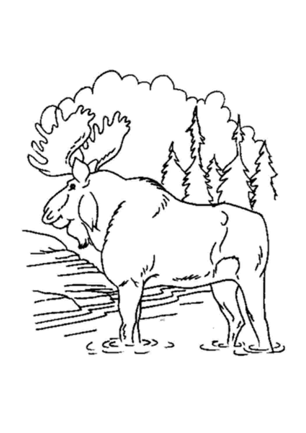Раскраска розмальовки для дітей лось ліс