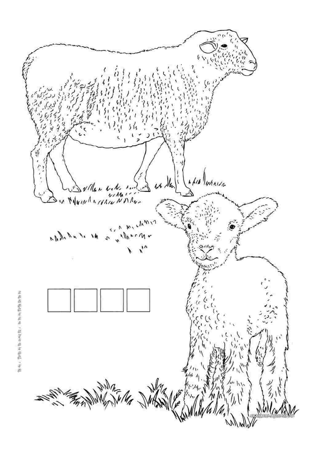 Раскраска Вівця та ягня