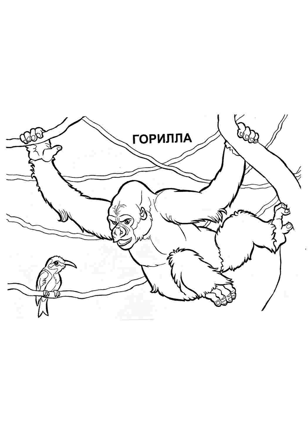 Раскраска Горила. Великі мавпи
