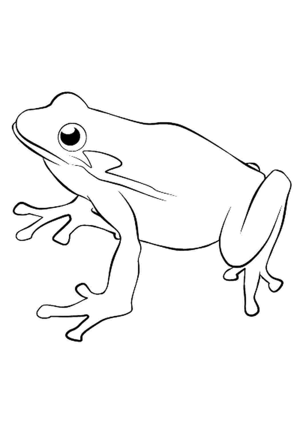 Раскраска Жаба