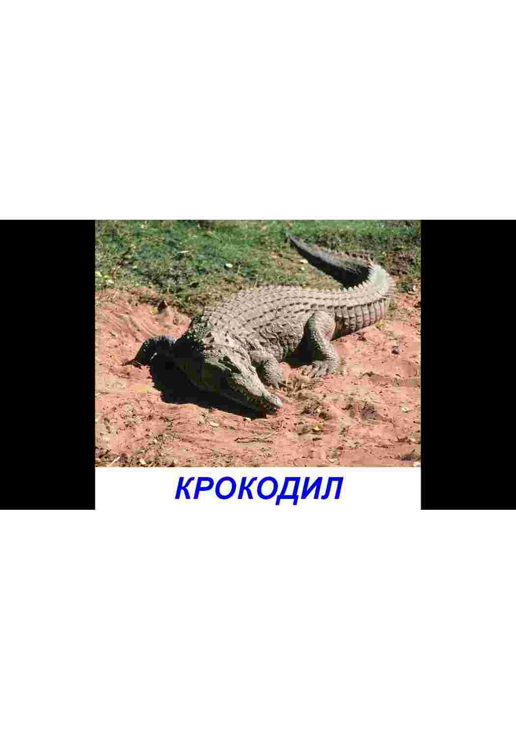 Раскраска картки диких тварин