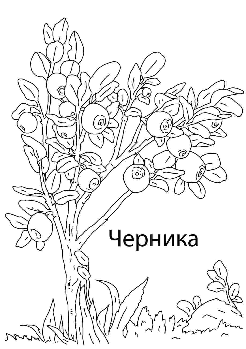 Раскраска Чорниця