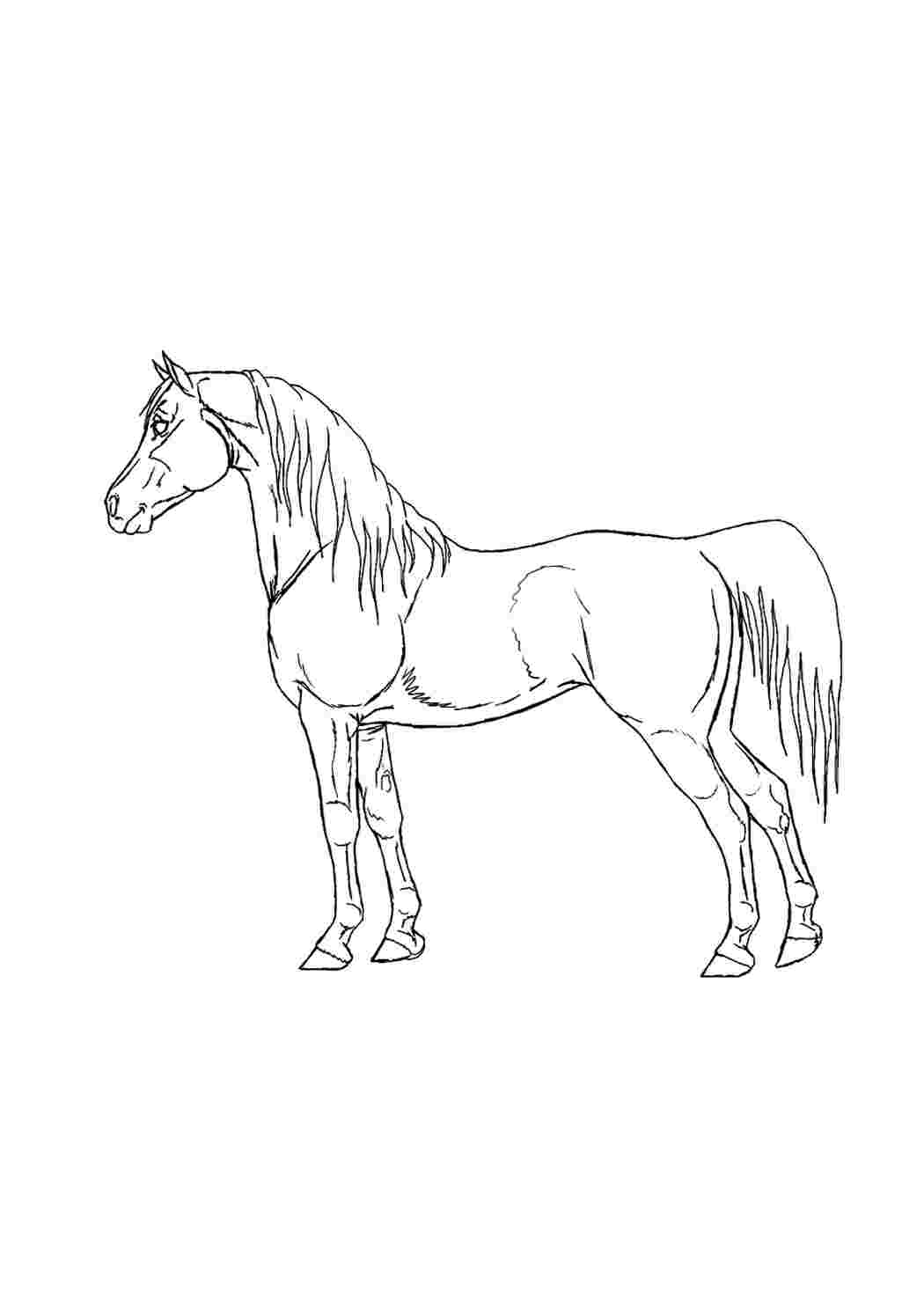 Раскраска Гарні розмальовки Важкий кінь