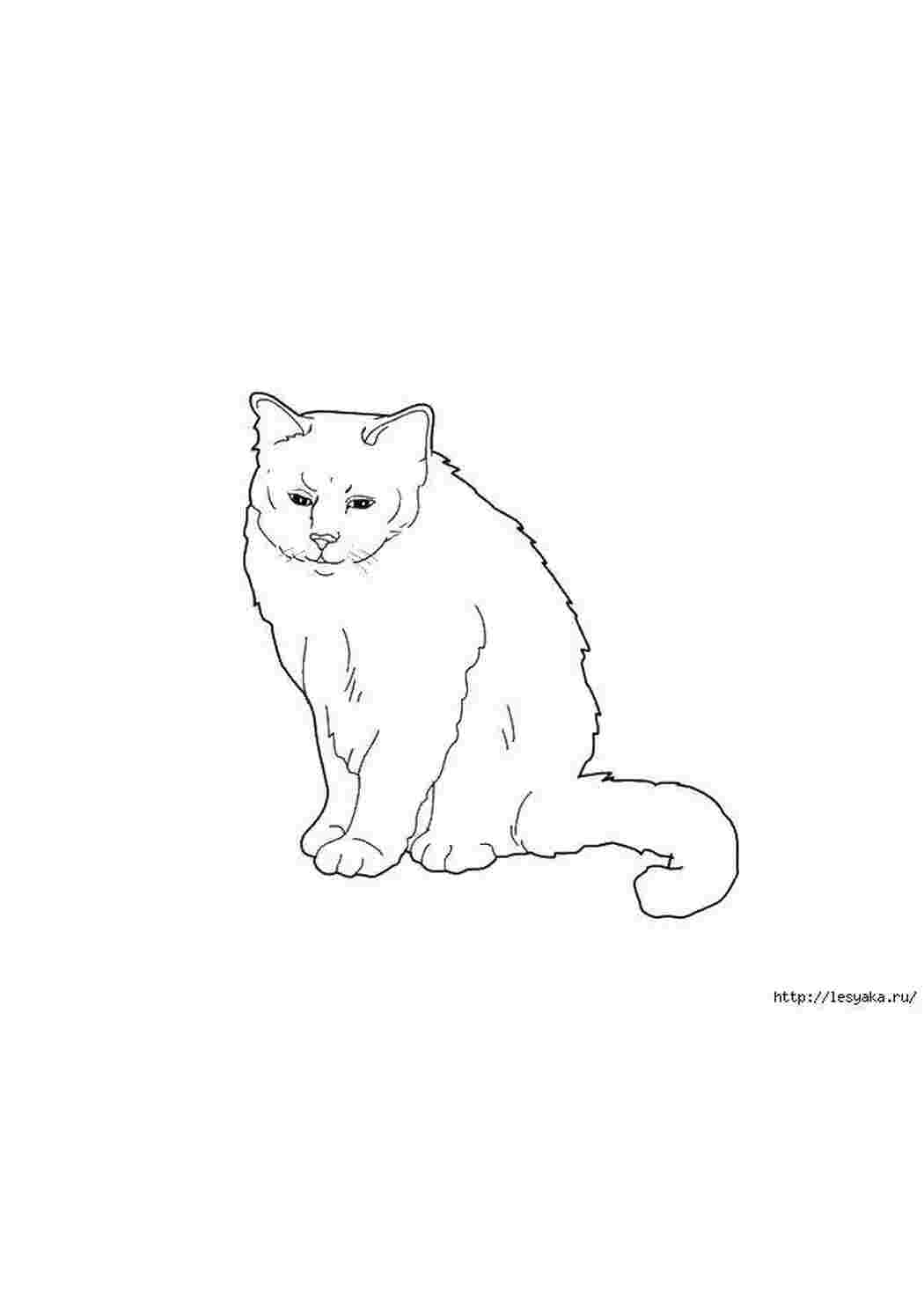 Раскраска Сумний котик