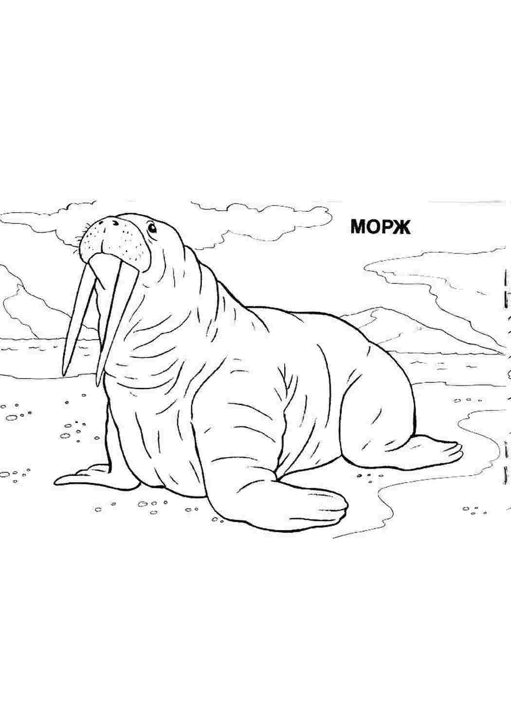 Раскраска Морж