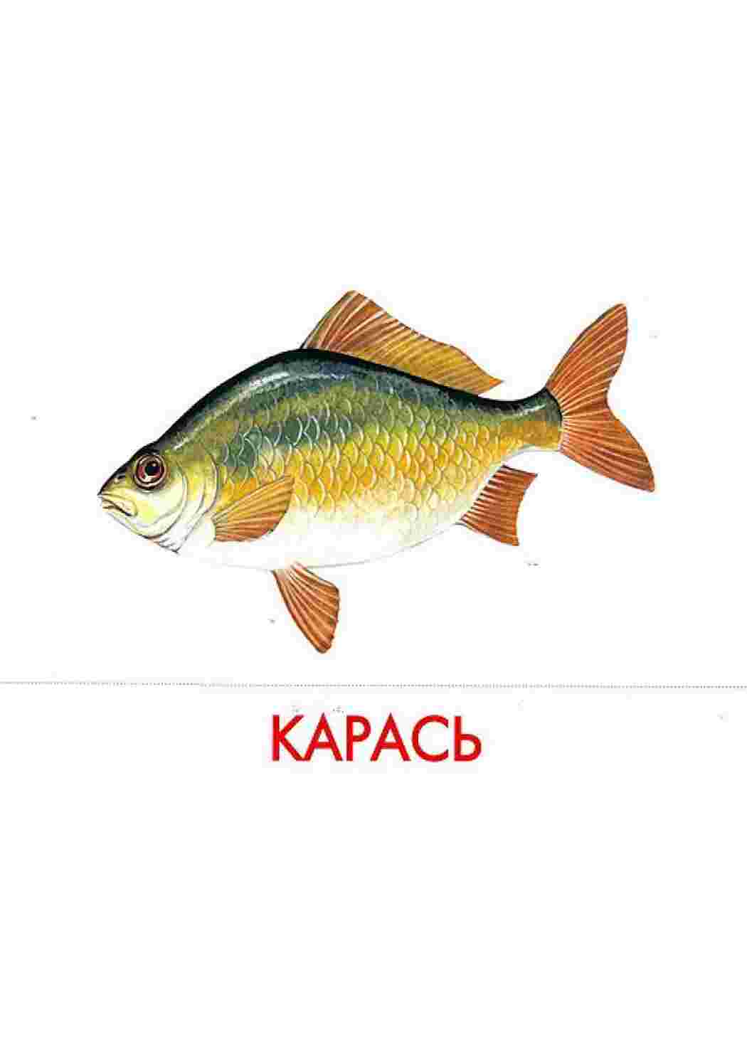 Раскраска картки риби