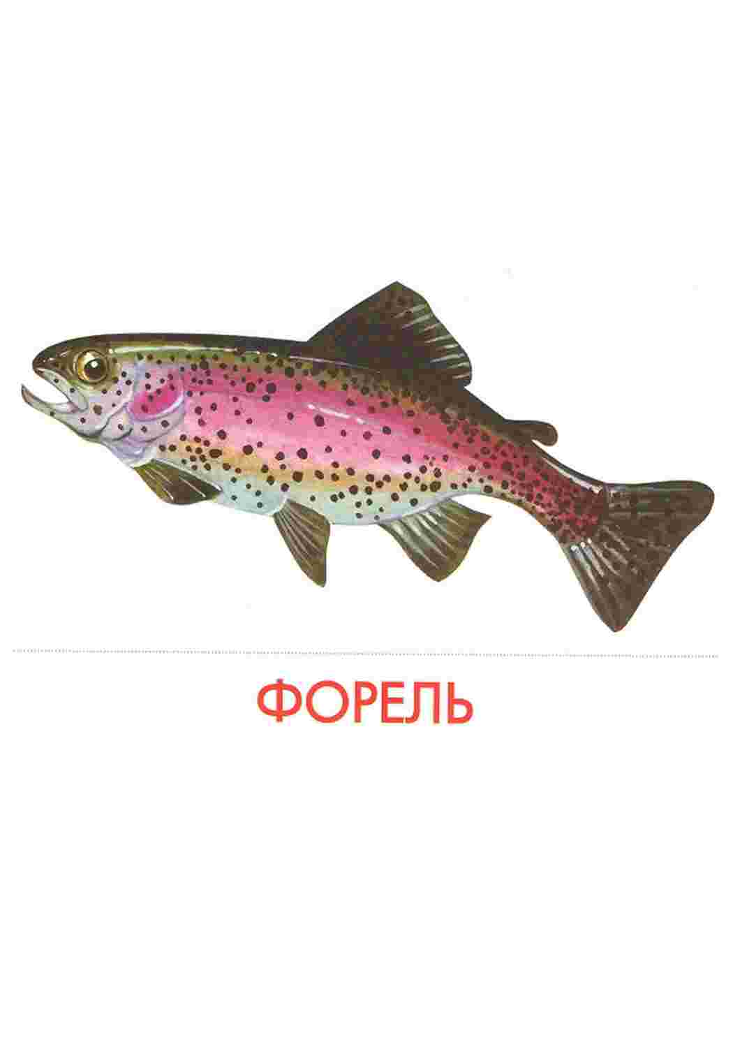 Раскраска картки з рибами