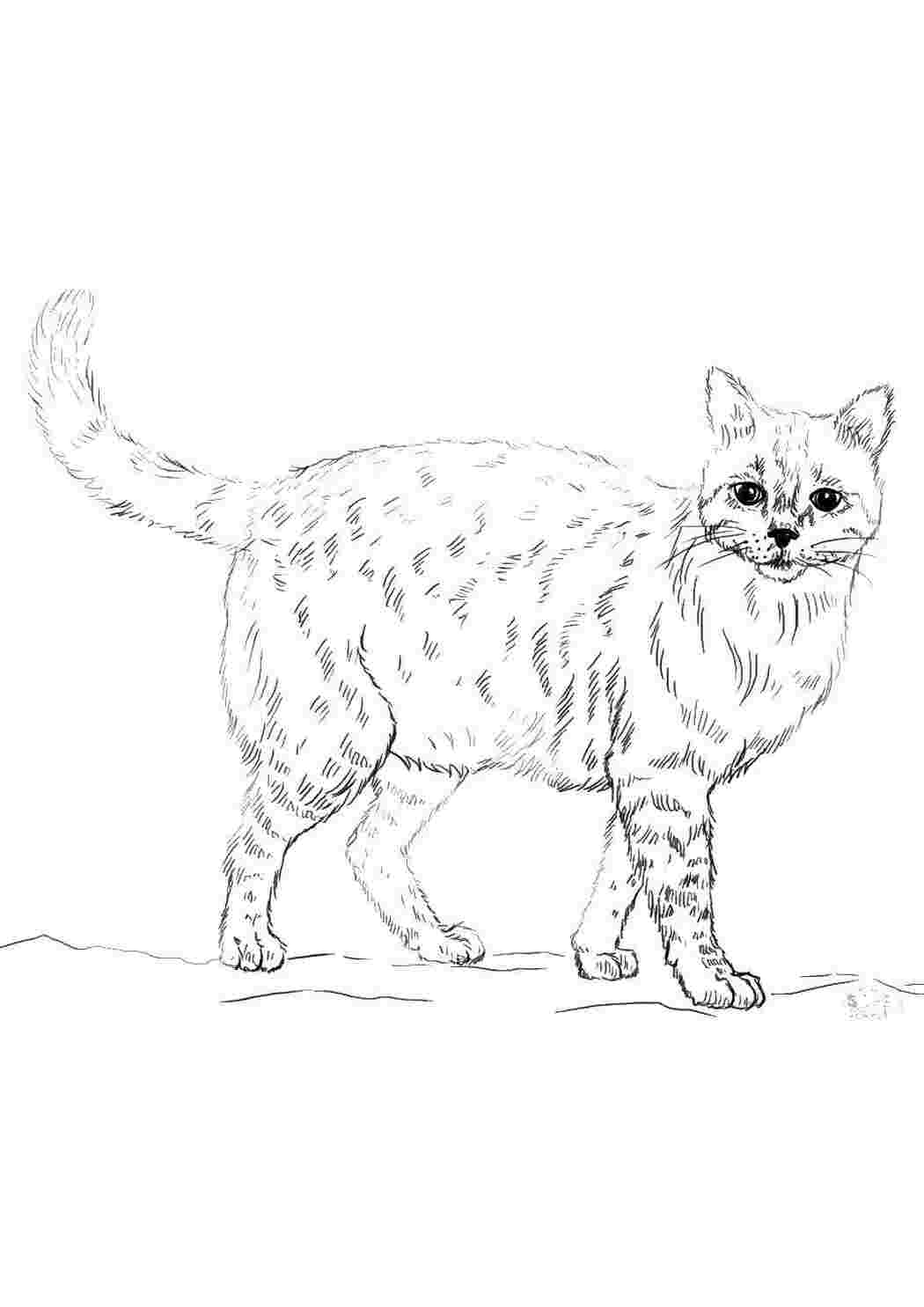 Раскраска Пухкa кошкa
