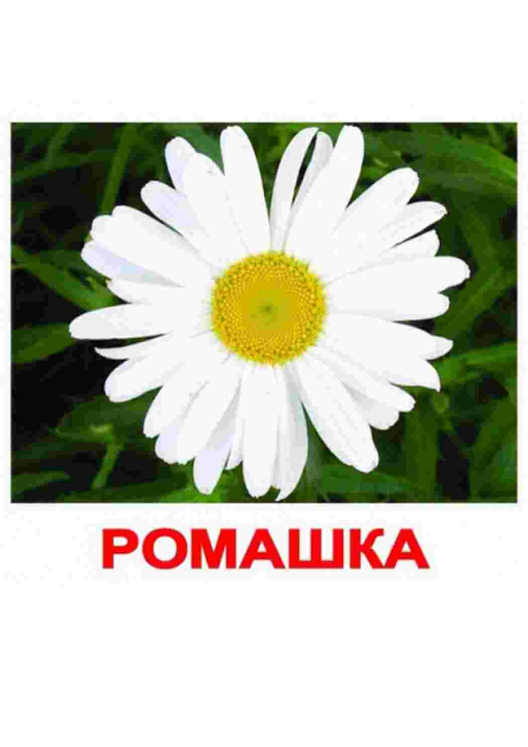 Раскраска зображення квіти троянди ромашки