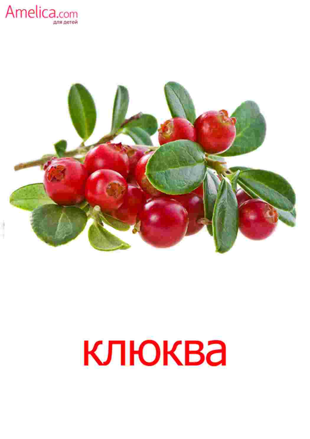 Раскраска картки ягода малина журавлина ожина