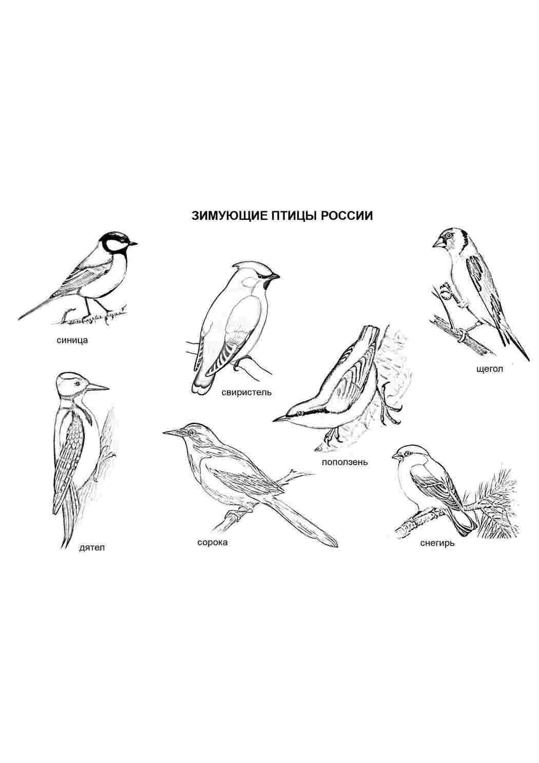Раскраска Перезимуючі птахи росії