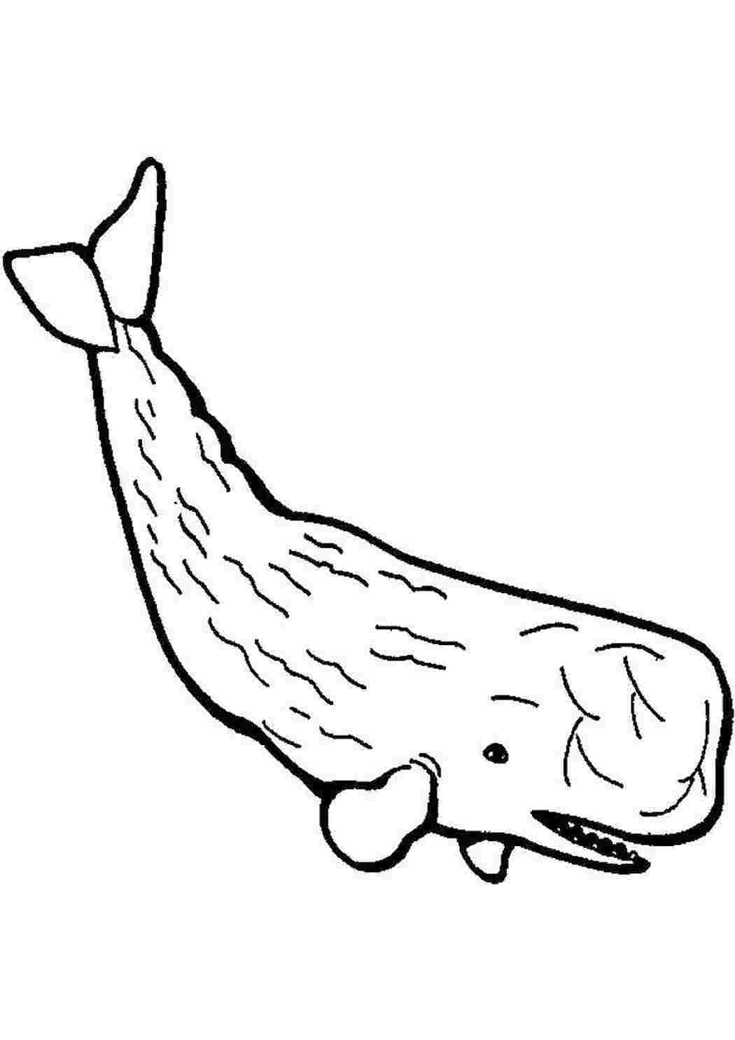 Раскраска Кит