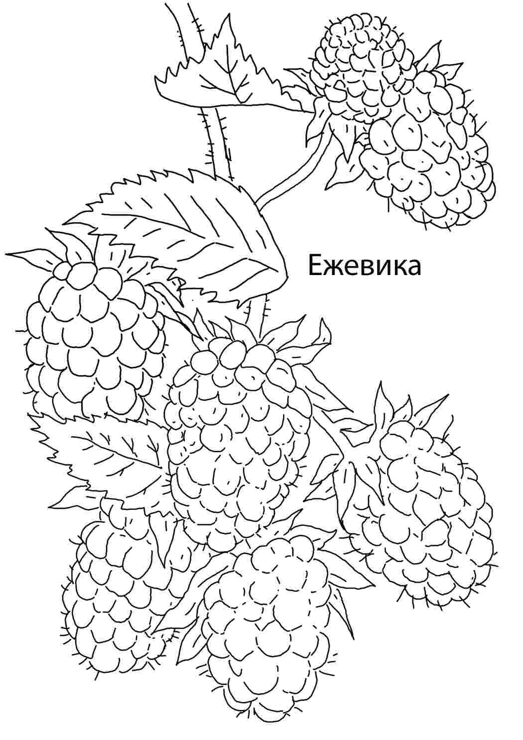 Раскраска Чорниця