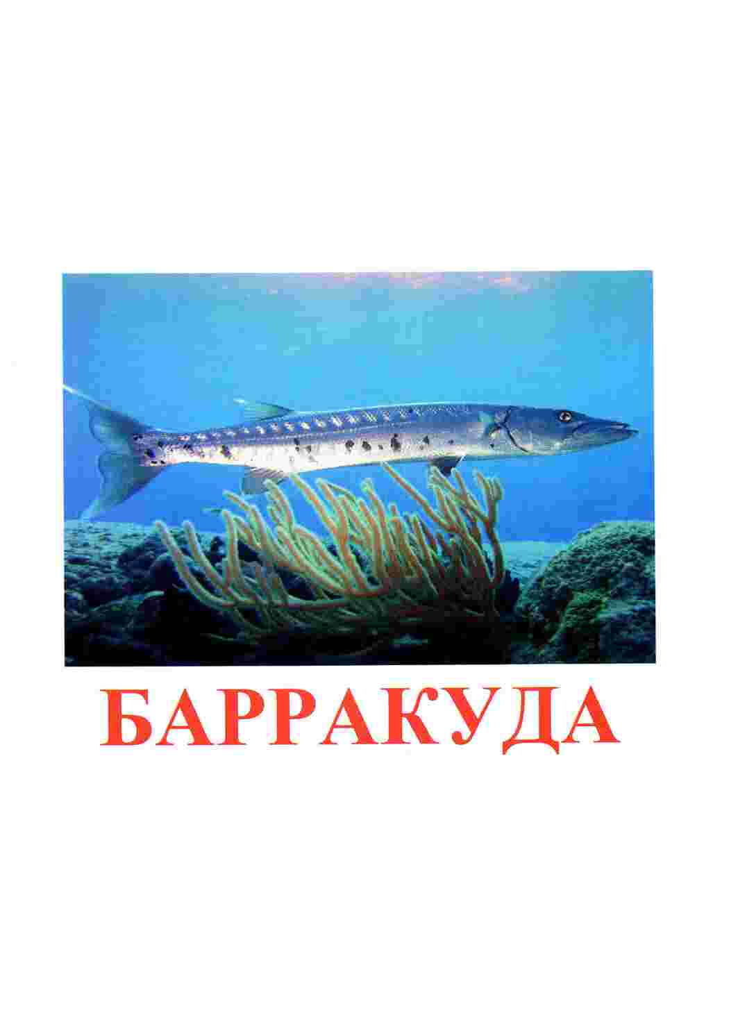 Раскраска картки з рибами
