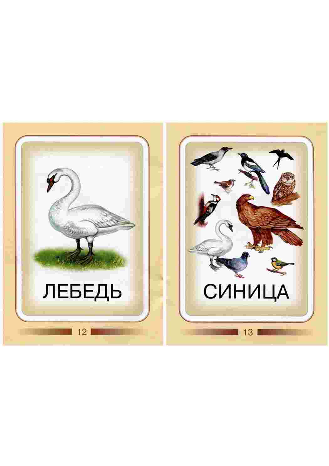 Раскраска Картки для вивчення птахів з дітьми