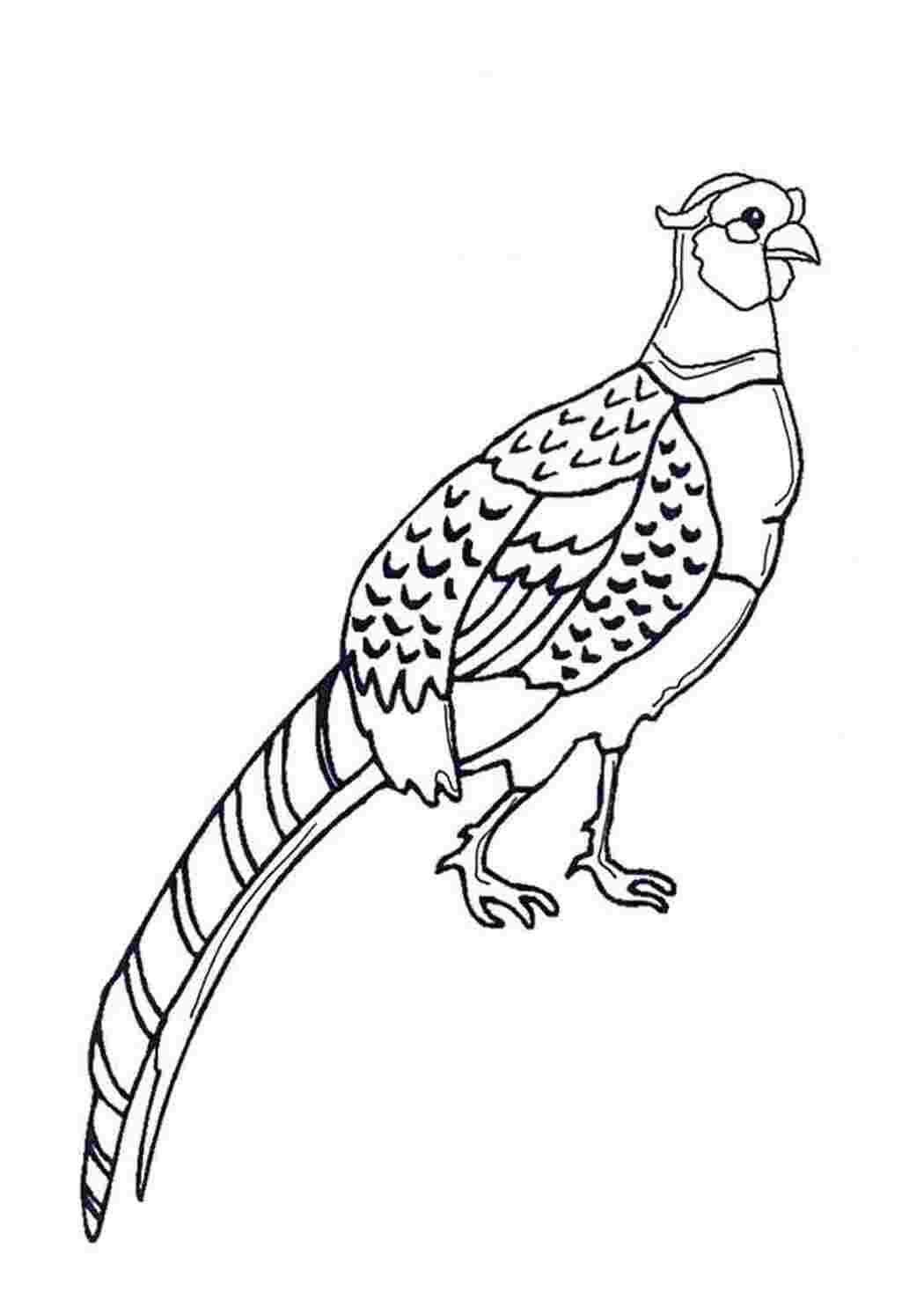 Раскраска 