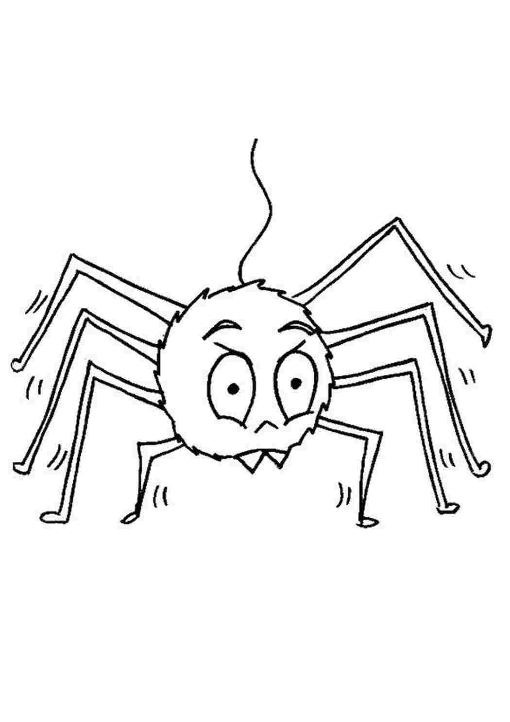 Раскраска Павук