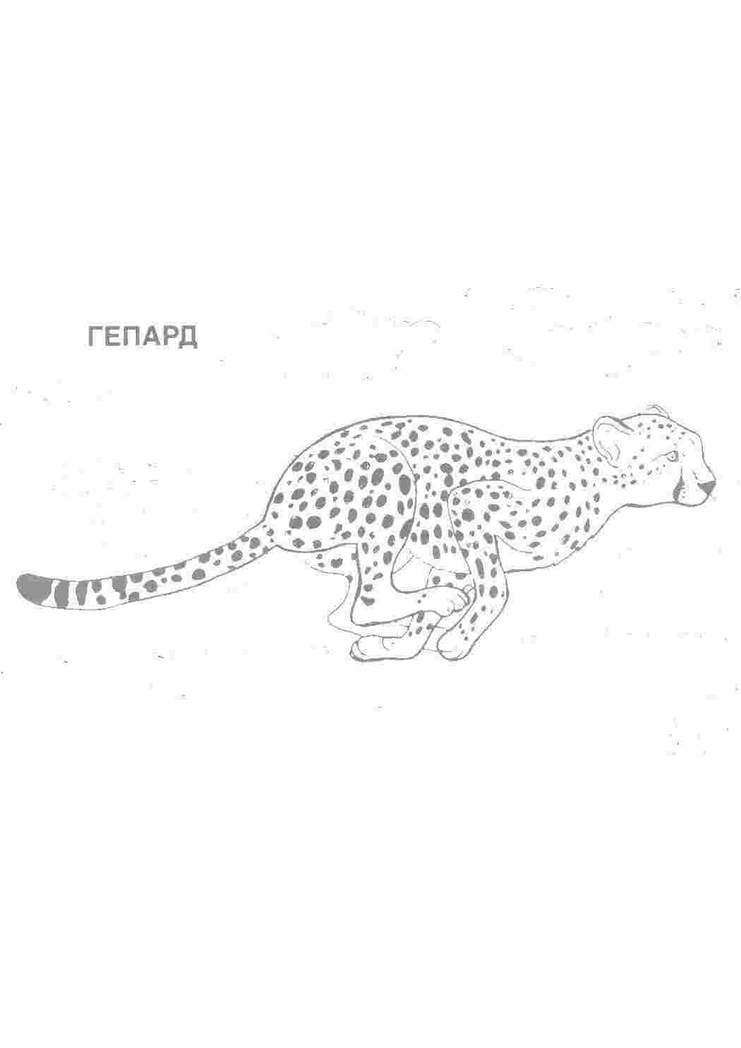 Раскраска гепард