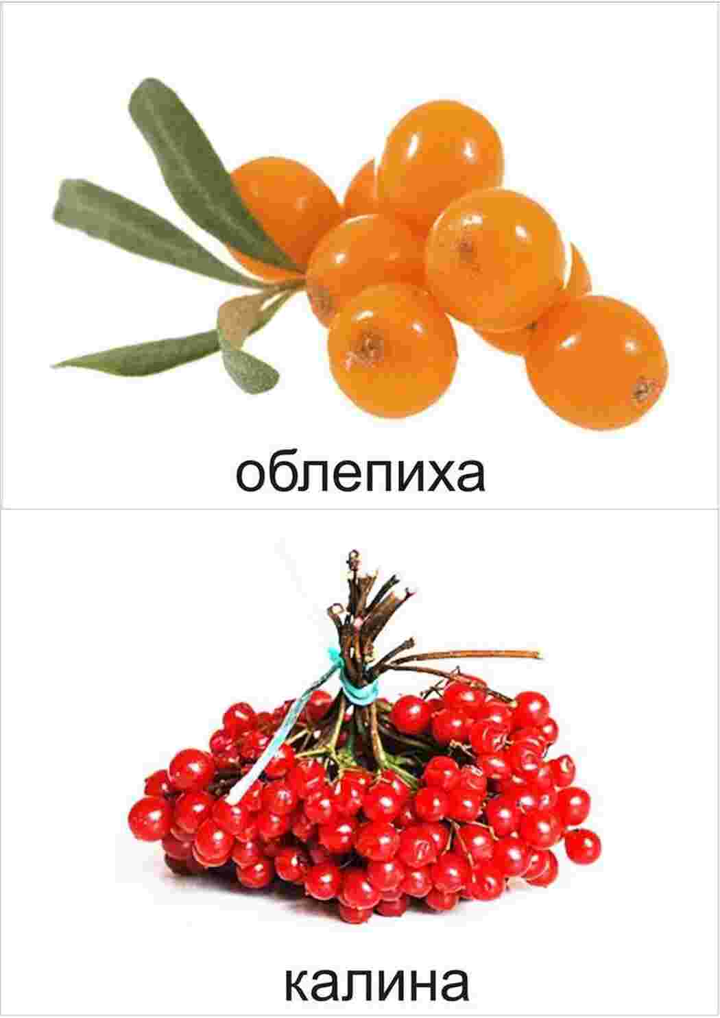 Раскраска картки ягода малина журавлина ожина
