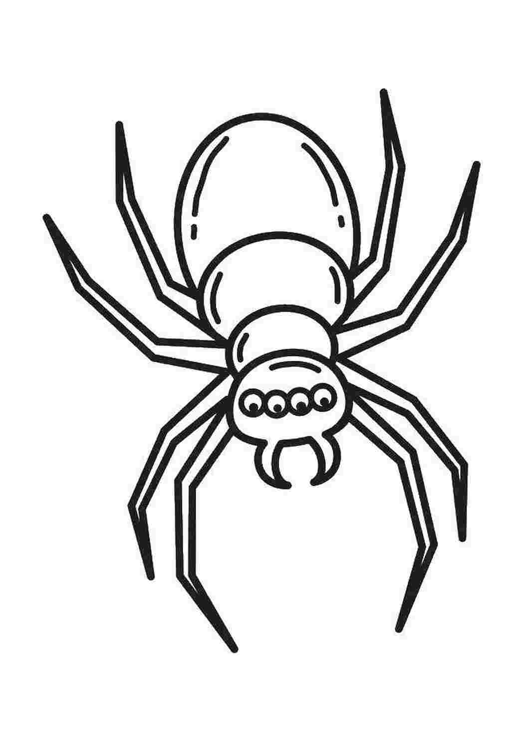 Раскраска Чотириногий павук