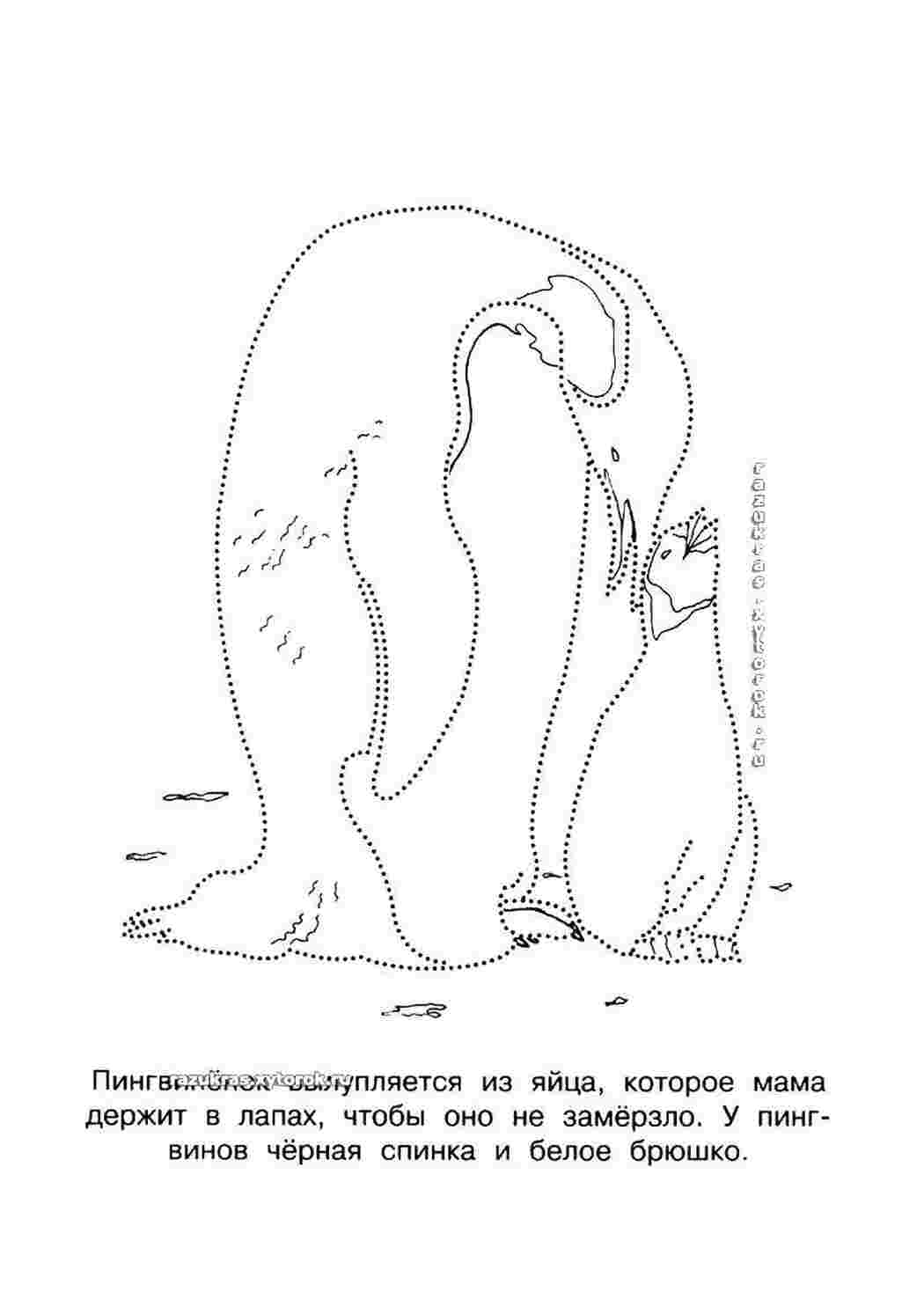 Раскраска Пінгвін і пінгвіненя