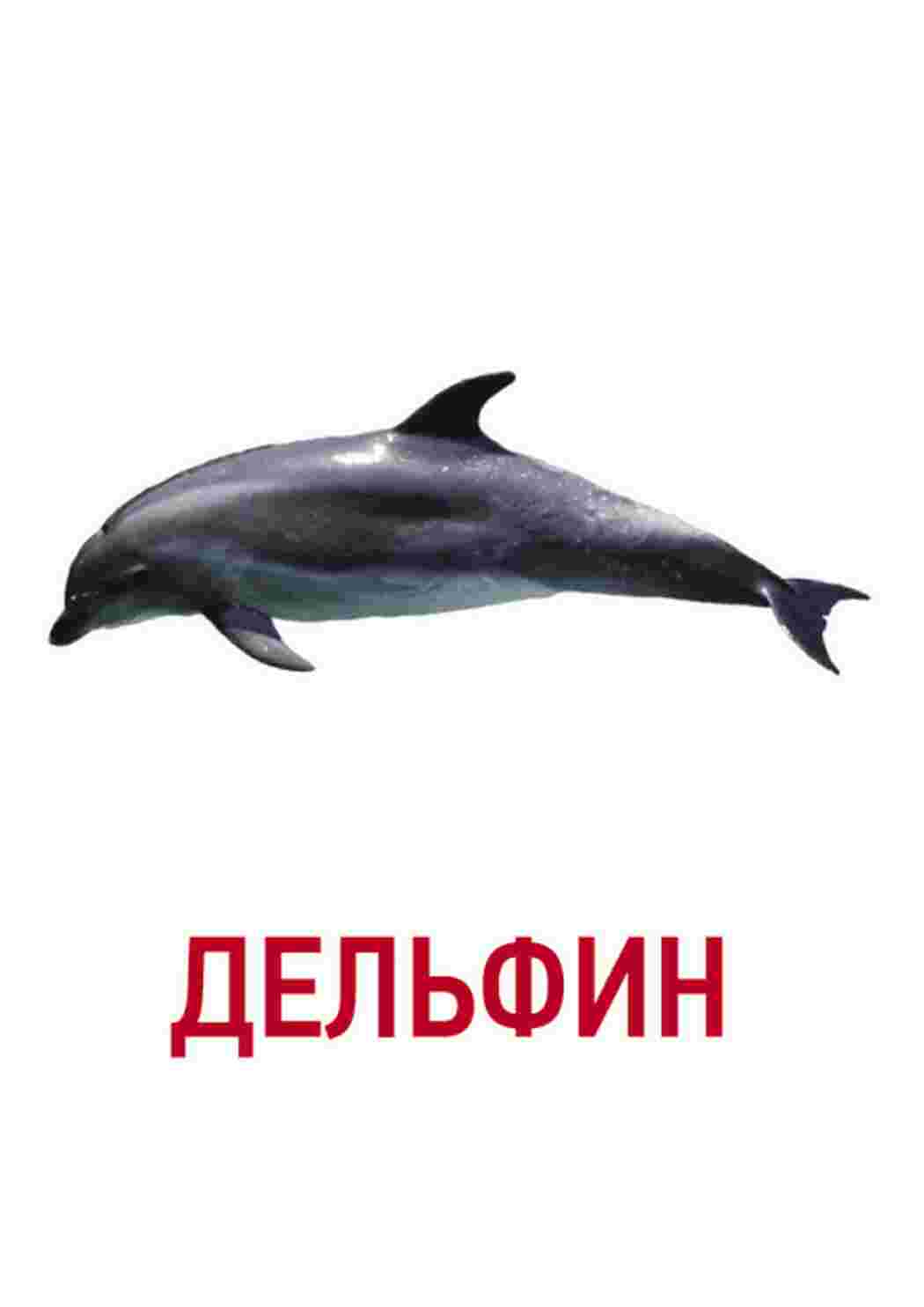Раскраска картки морські мешканці