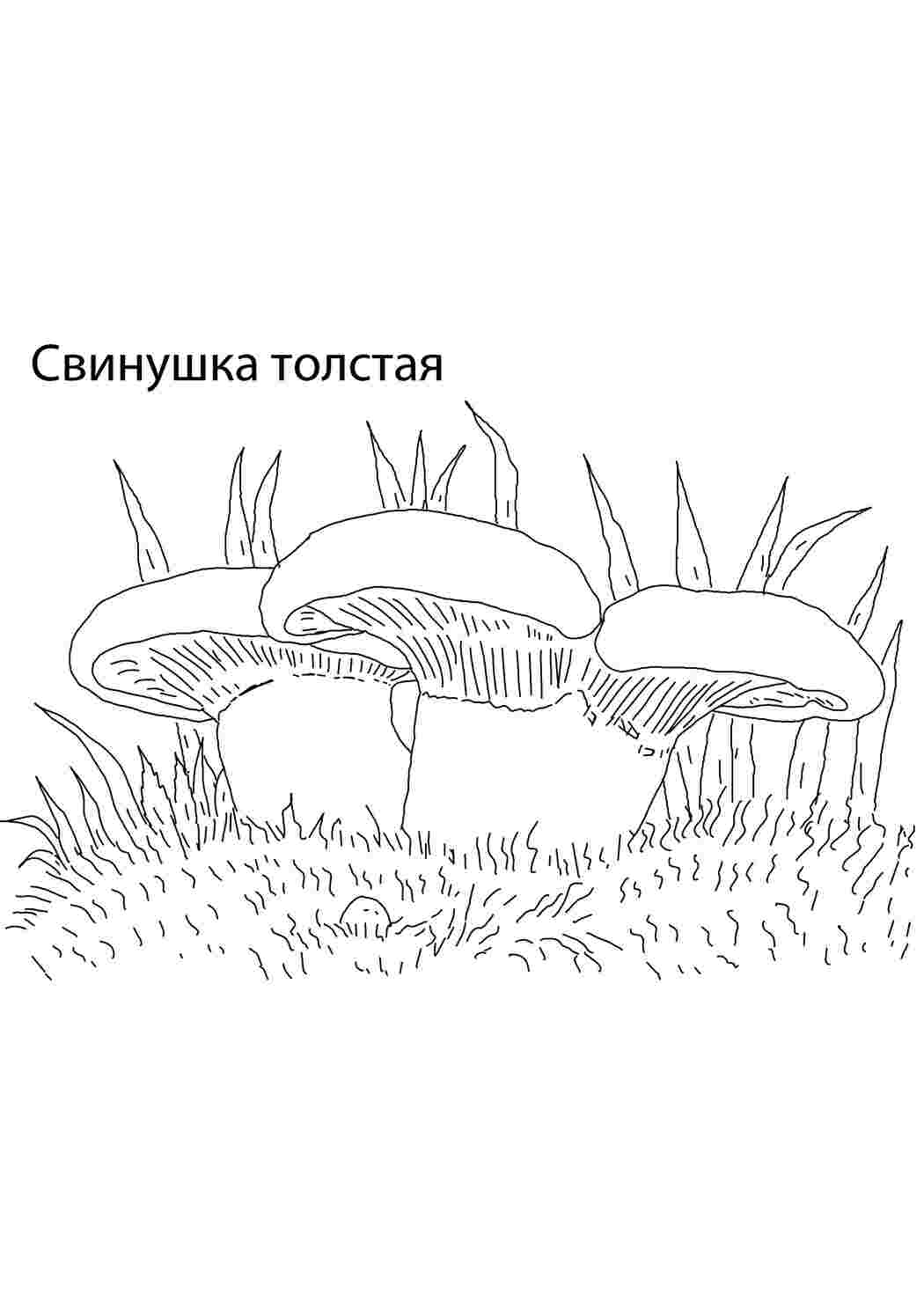 Раскраска Товста свинка