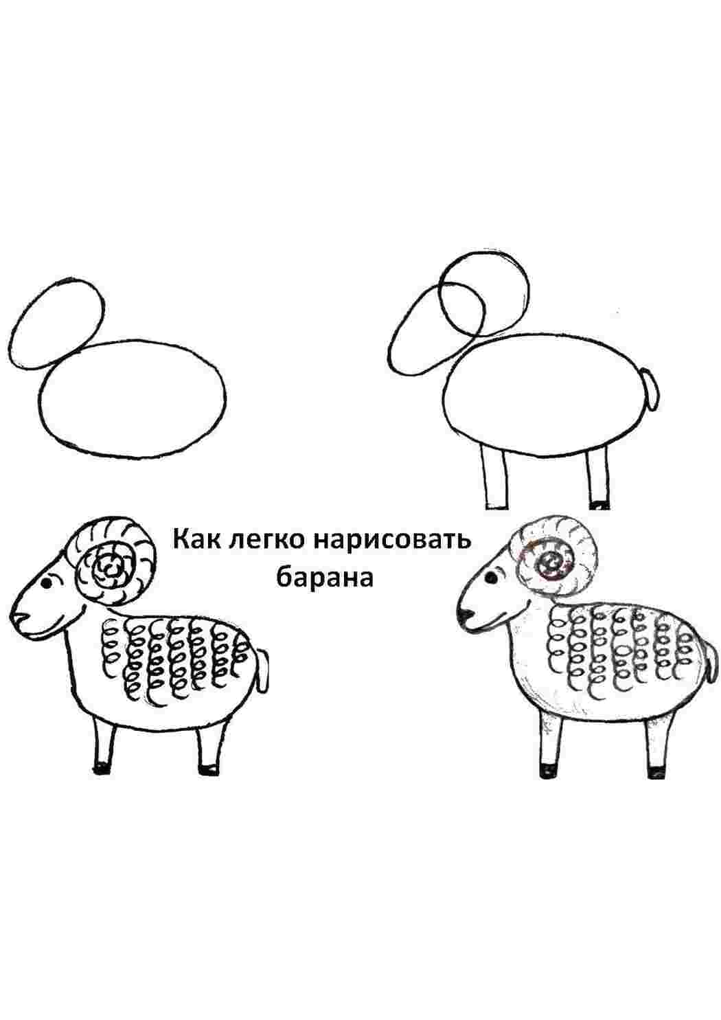 Раскраска Покроково малюємо бараня