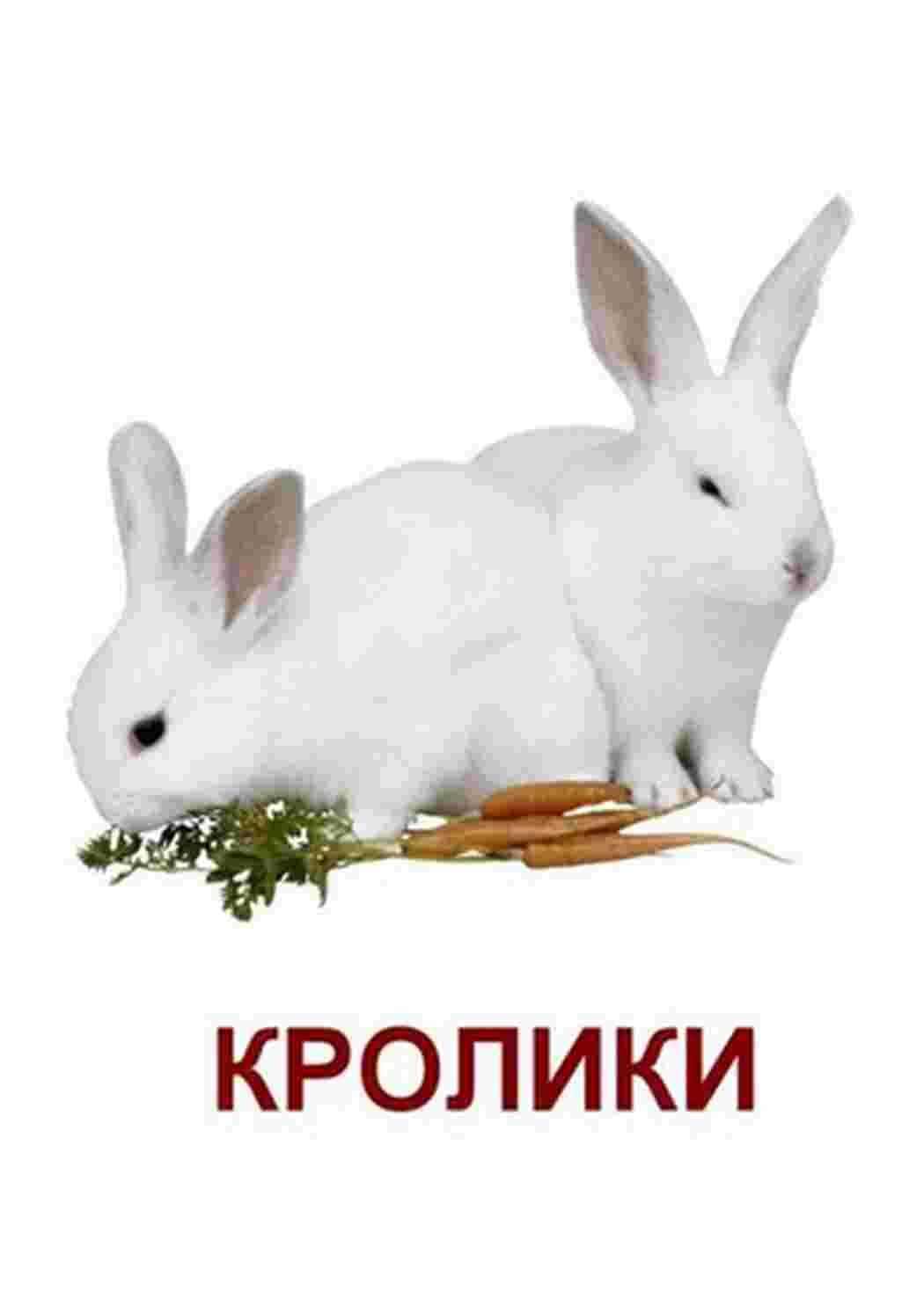 Раскраска картки домашніх тварин