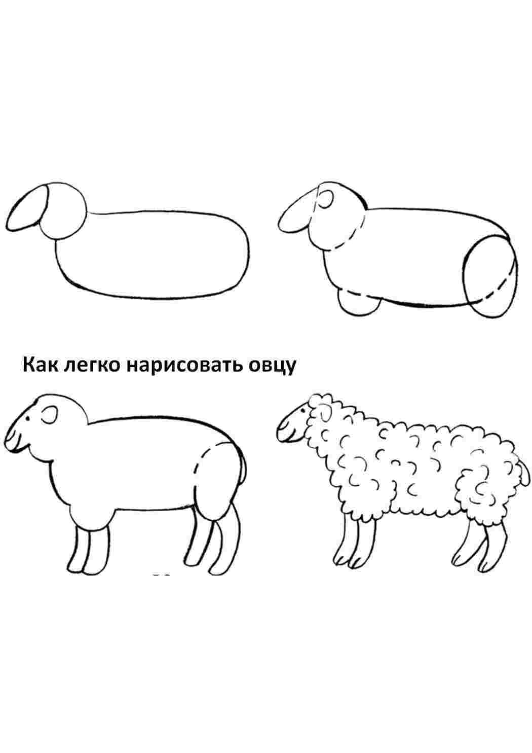 Раскраска Малюємо вівцю покроково