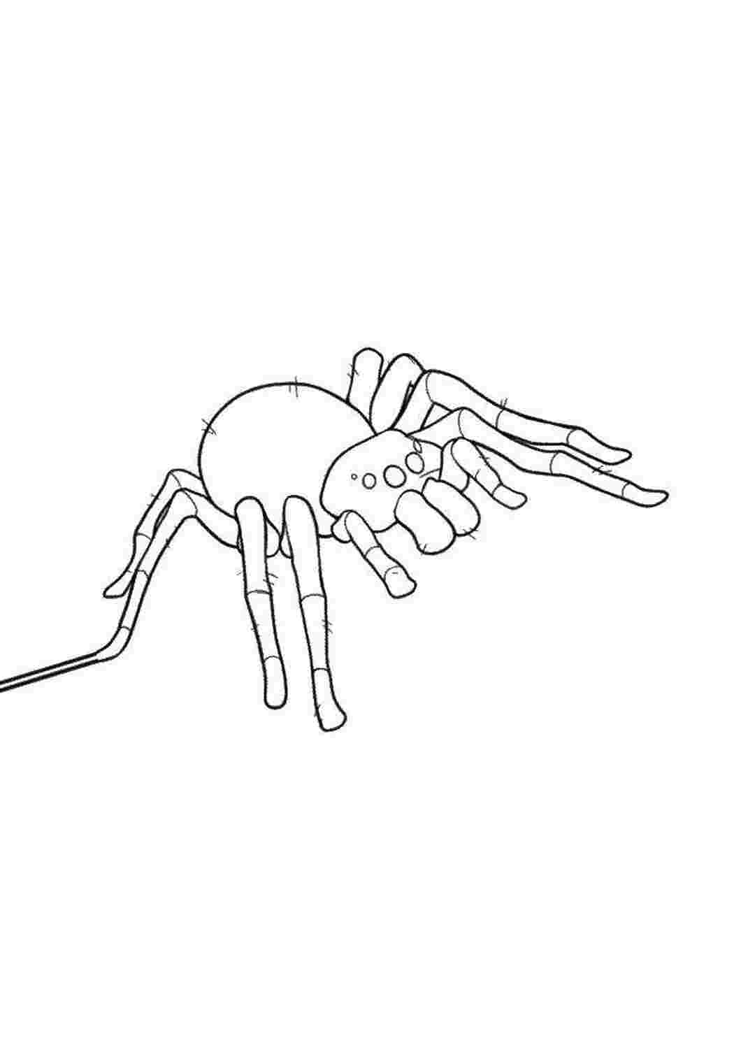 Раскраска Таракан