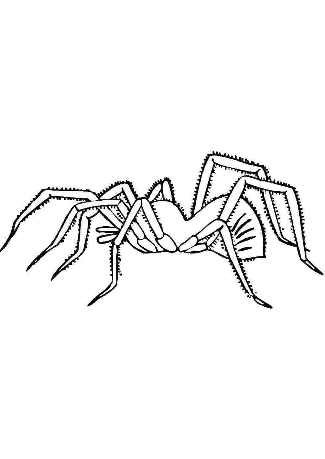 Раскраска Павук
