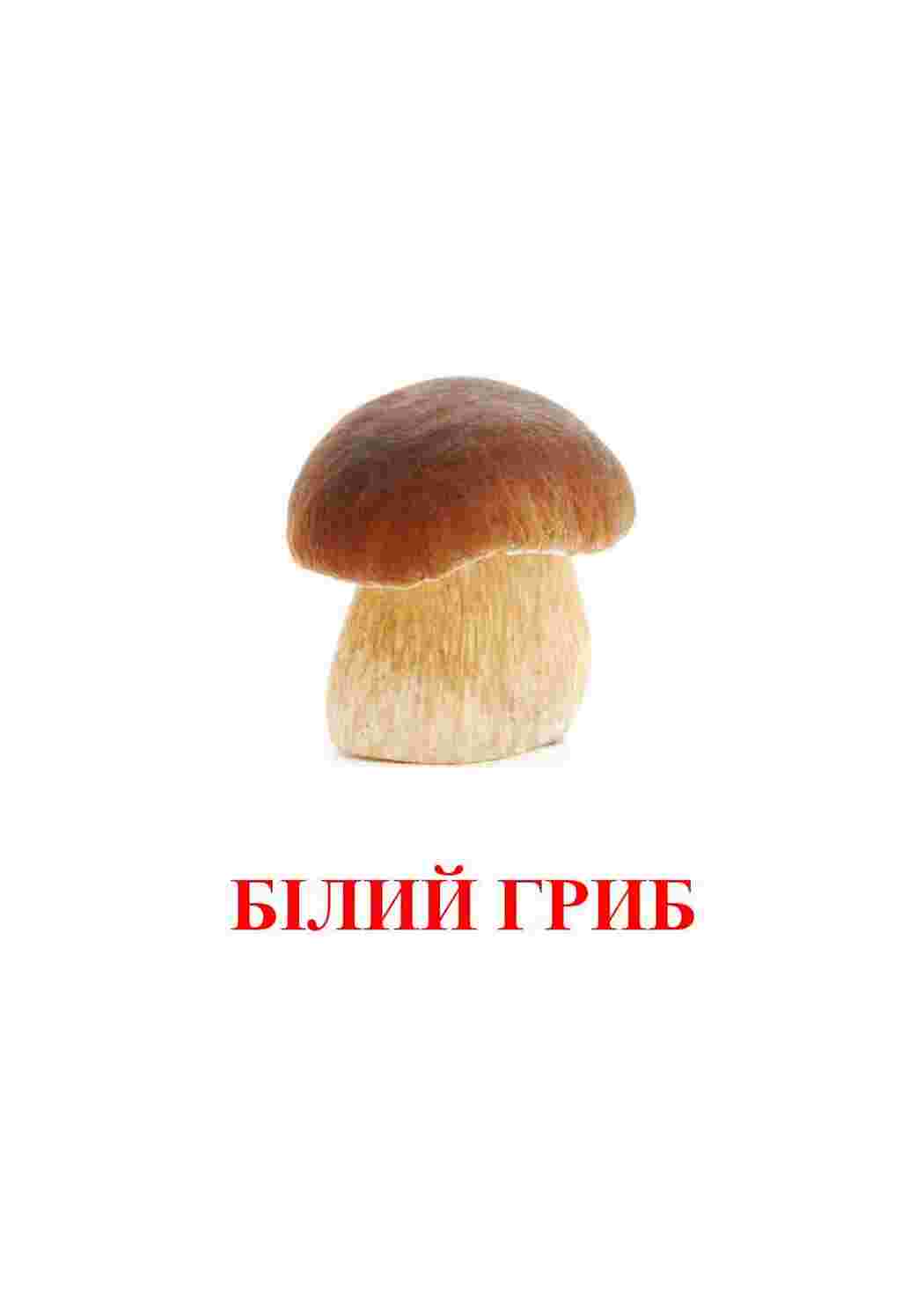 Раскраска картки гриби шампіньйони довідники різних грибів